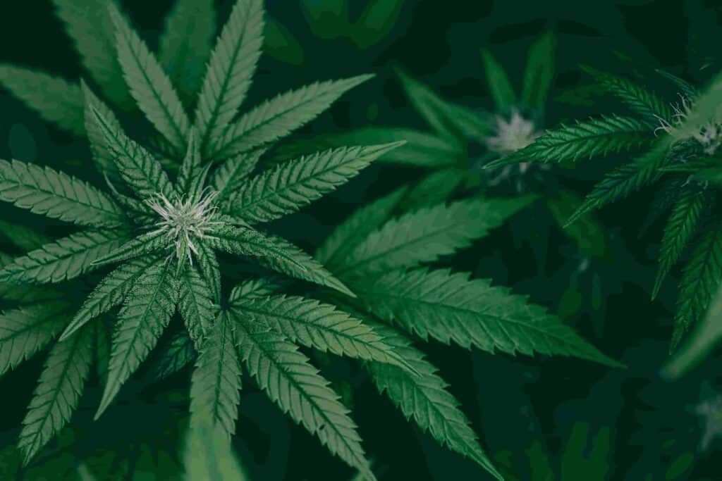 cannabis sativa or cannabis indica green hemp plan 2026 03 24 09 00 04 utc 1